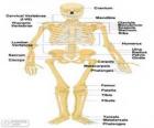 İnsan iskeleti. Kemikler insan vücudunun (İngilizce)